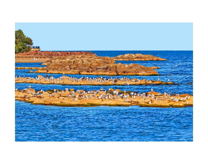 Sea Gulls in Woodbine Beach- 04